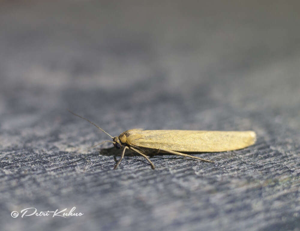 Image of Eilema lutarella Linnaeus 1758