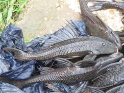 Image of Amazon sailfin catfish