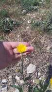 صورة Crepis alpina L.