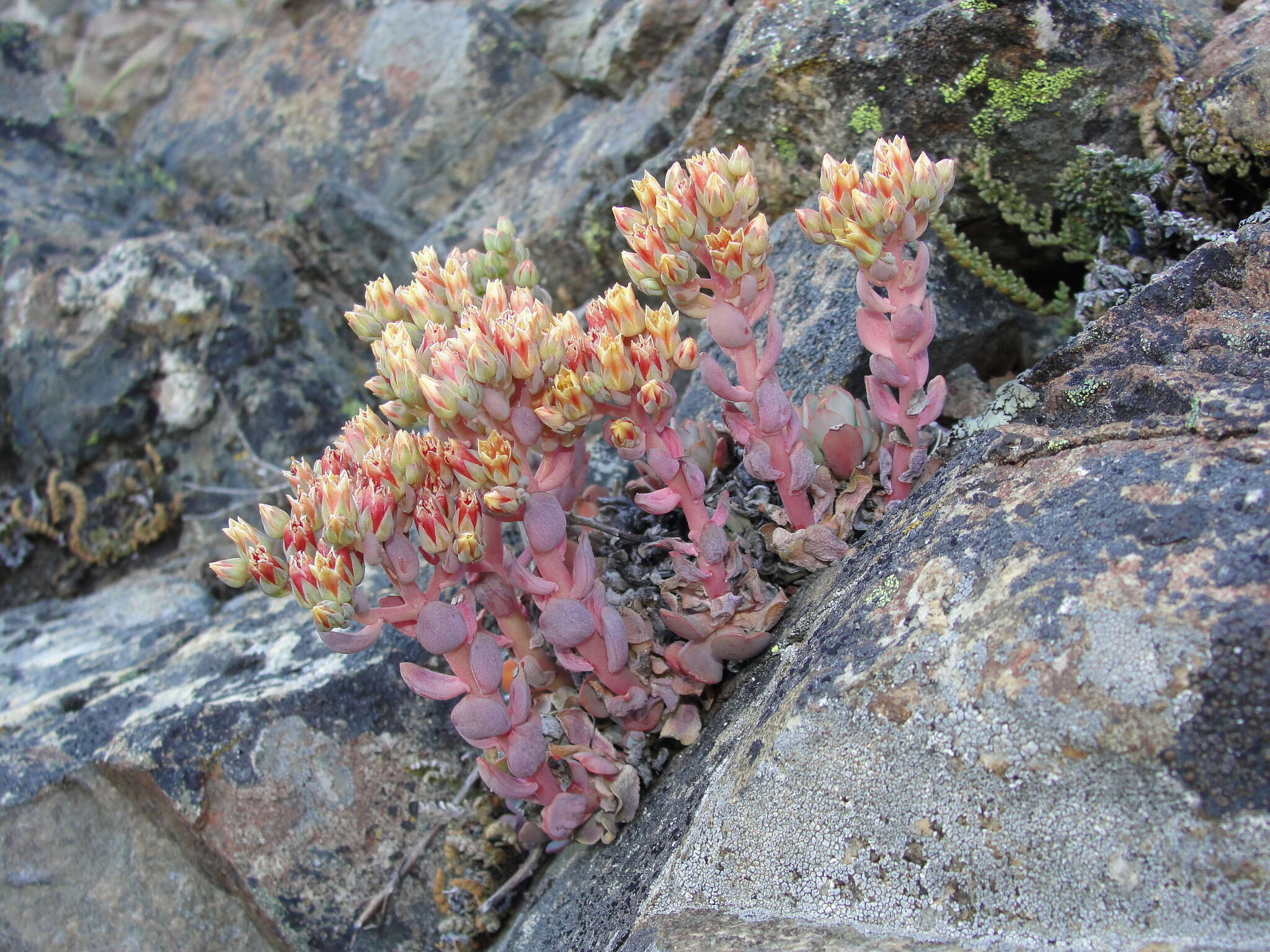 Image of Sierra stonecrop