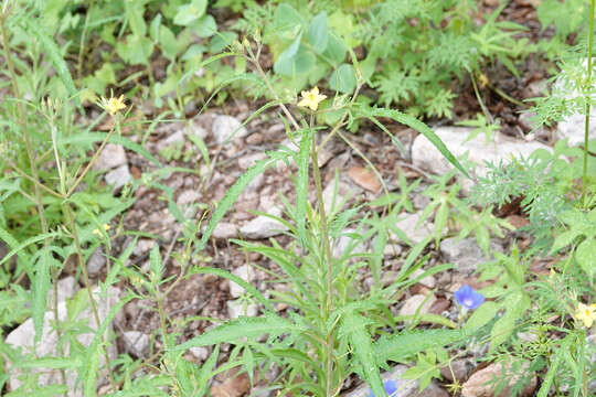 Image of isolated blazingstar