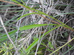Image of Leucanthemum graminifolium (L.) Lam.