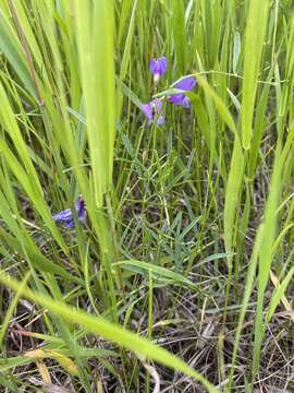 Image of mat vetch