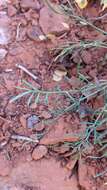 Image of alpine biscuitroot