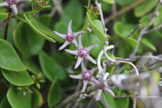 Image of Diplolepis boerhaviifolia (Hook. & Arn.) Liede & Rapini