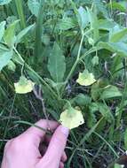 Image of clammy groundcherry