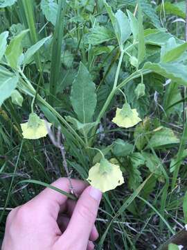 Image de Physalis heterophylla Nees