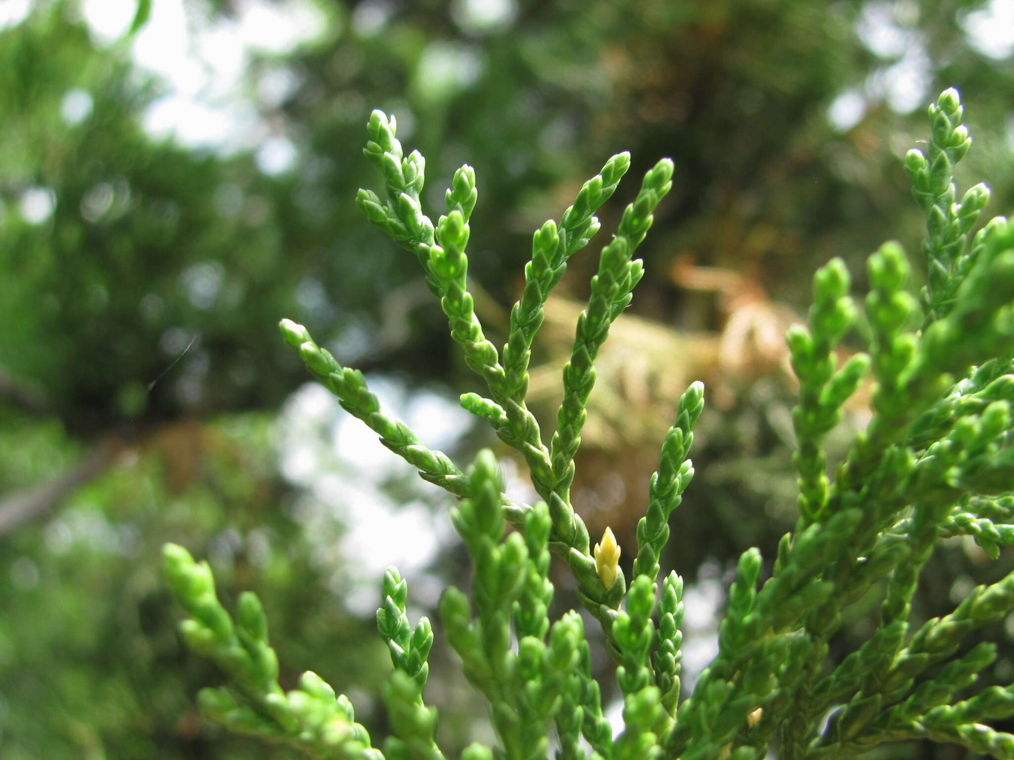 Слика од Juniperus foetidissima Willd.