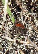 Image of Homoeonympha boisduvalii Blanchard 1852