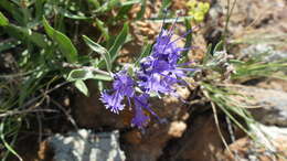 Image of Caryopteris mongholica Bunge