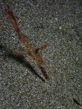 Image of Delicate ghost pipefish