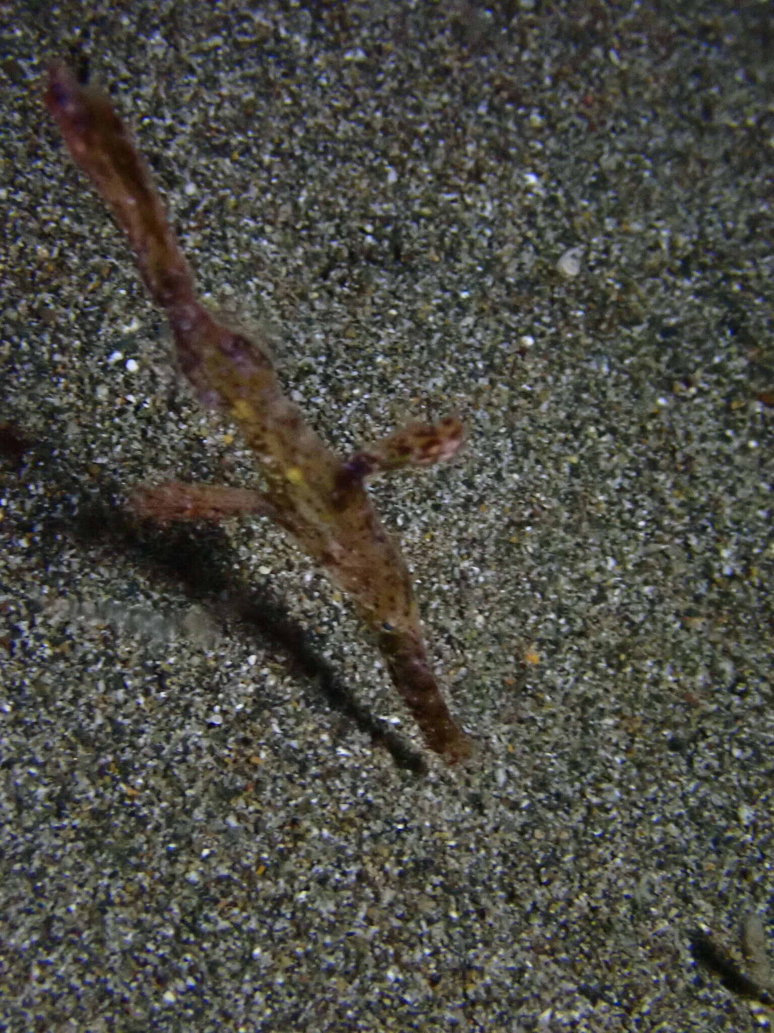 Image of Delicate ghost pipefish