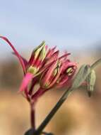 Image of Microloma calycinum E. Mey.