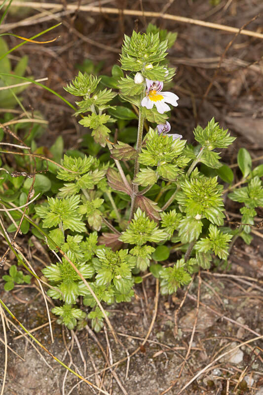 Слика од Euphrasia stricta D. Wolff ex J. F. Lehm.