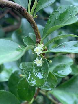 Image of Gymnosporia nemorosa (Eckl. & Zeyh.) Szyszyl.