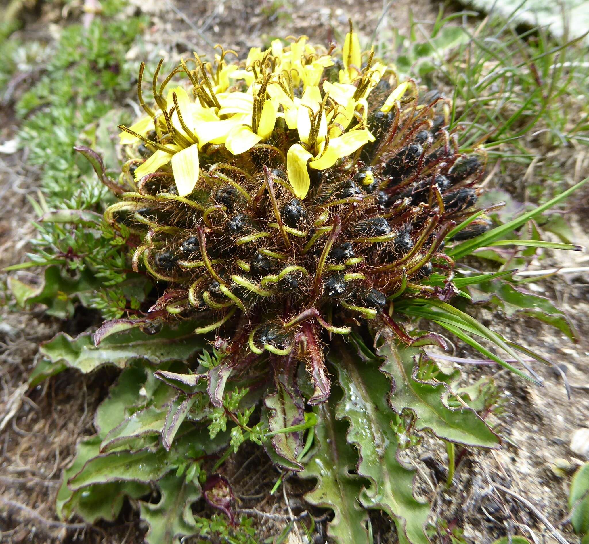 Слика од Soroseris erysimoides (Hand.-Mazz.) C. Shih