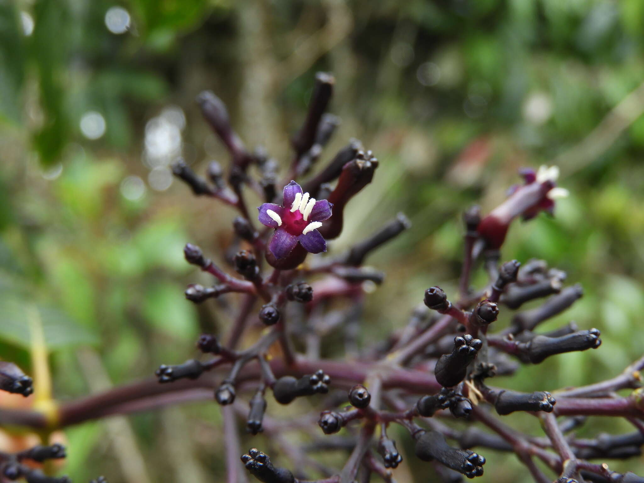 Palicourea cogolloi C. M. Taylor resmi