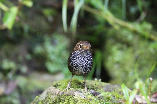 Image of Taiwan Cupwing