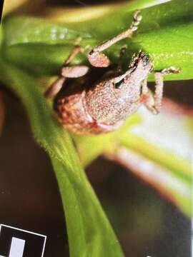 Image de Panscopus (Parapanscopus) ovatipennis Buchanan 1936