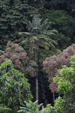 Image of wax palm