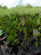 Image of <i>Pontederia heterosperma</i>