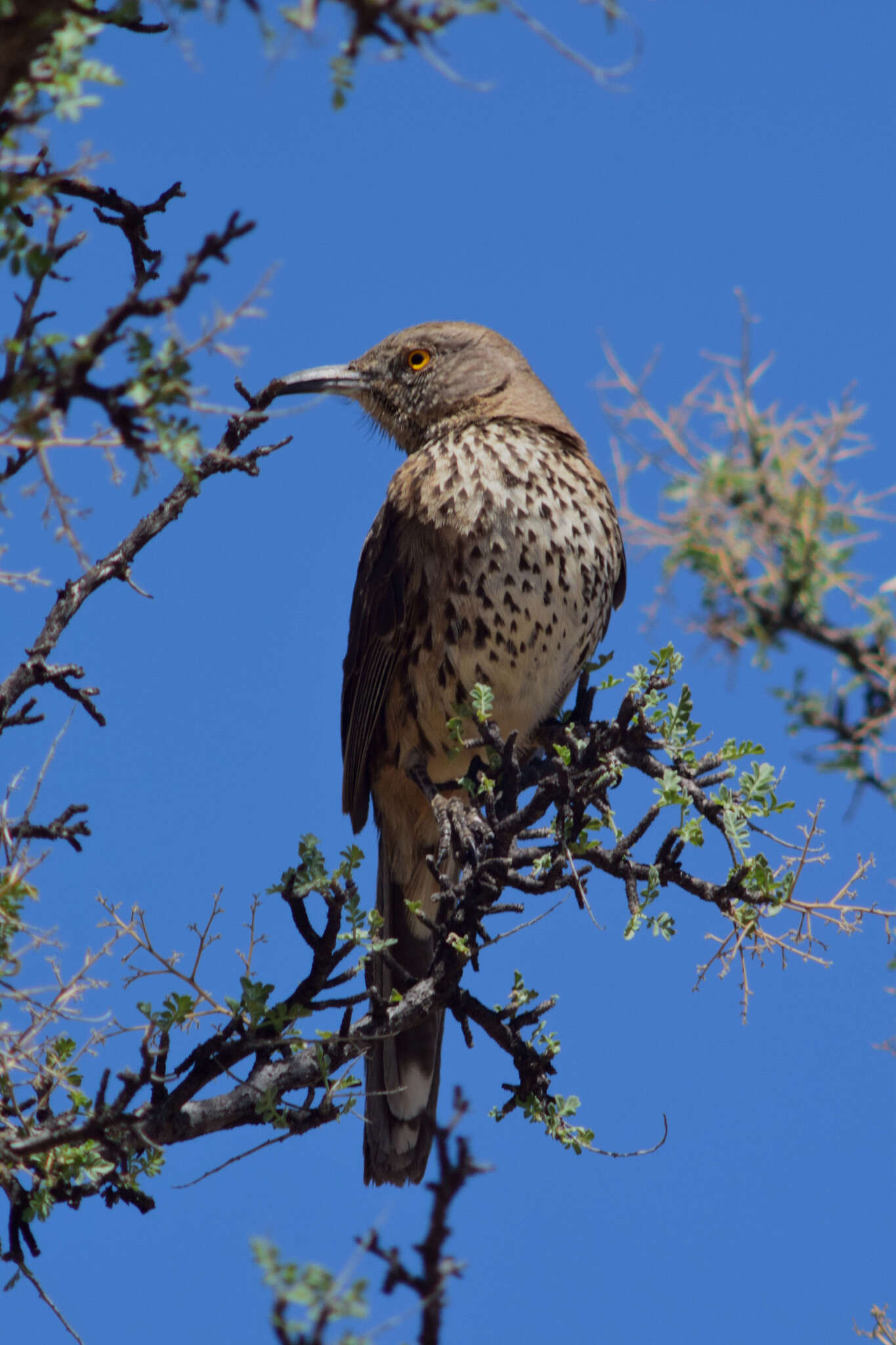 صورة Toxostoma cinereum (Xántus 1860)