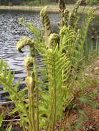 Image of Osmundastrum cinnamomeum Presl