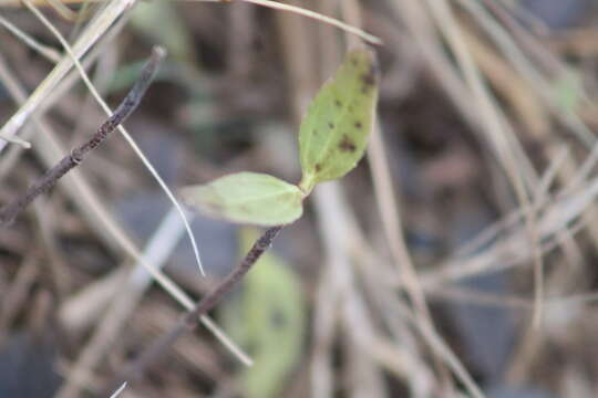 Iva frutescens subsp. oraria (Bartlett) R. C. Jacks. resmi