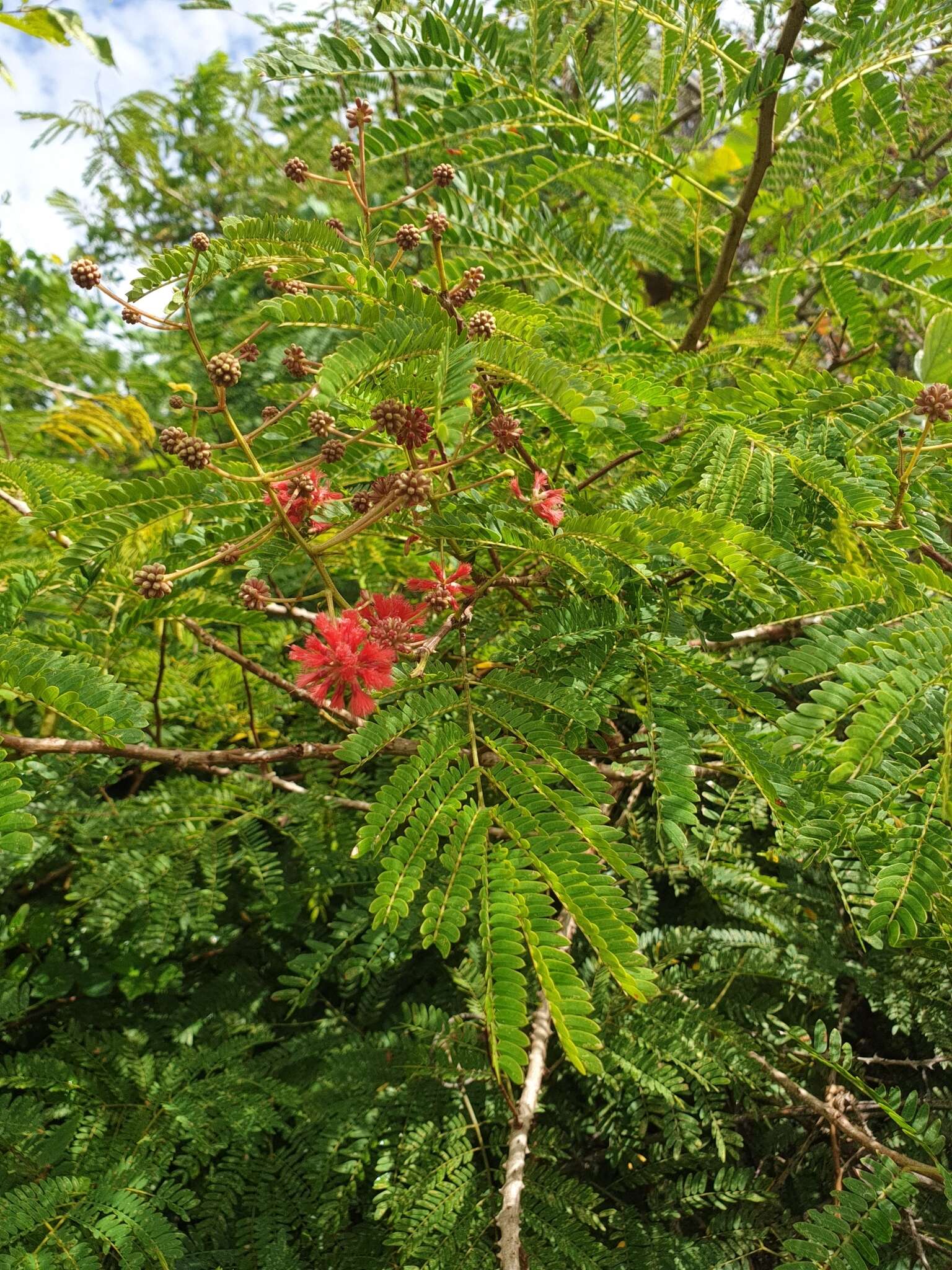 Image of Senegalia sakalava (Drake) Boatwr.