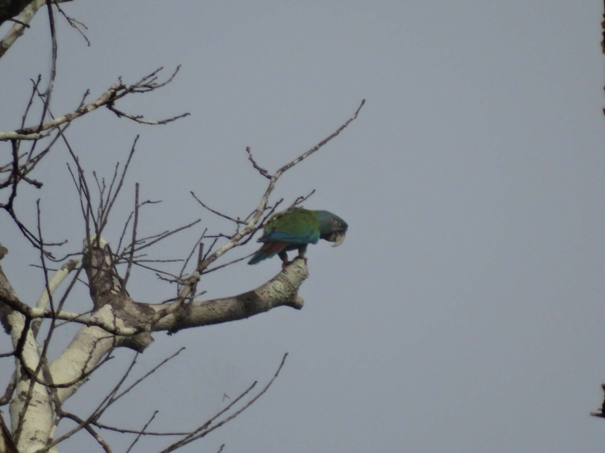 Image of Blue-headed Macaw