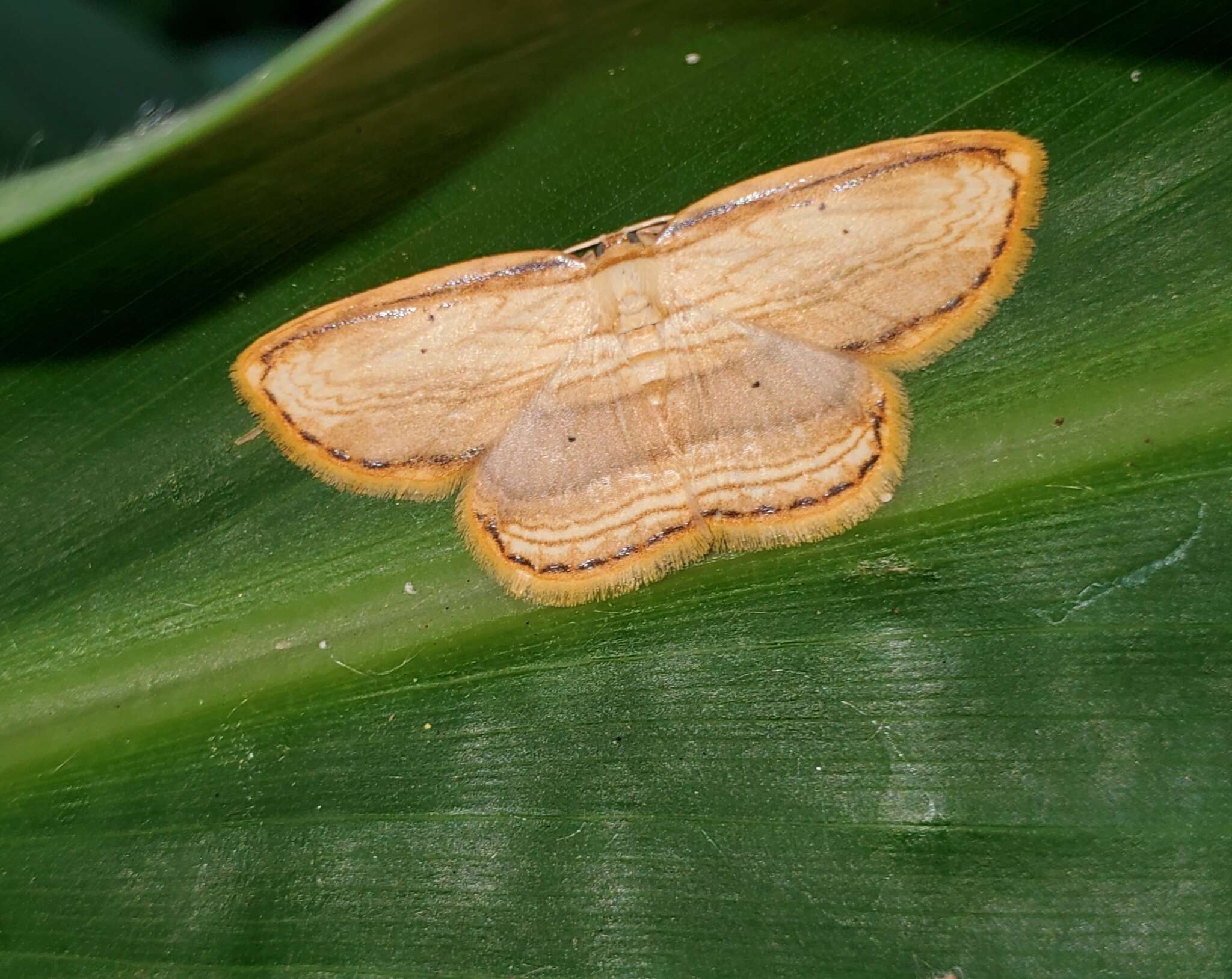 Image of Drapetodes mitaria Guenée 1857