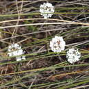 Image of Sphenotoma gracilis (R. Br.) Sweet