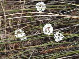 Image of Sphenotoma gracilis (R. Br.) Sweet