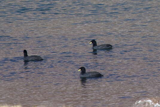 Image of Horned Coot