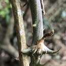 Image of Dioscorea esculenta (Lour.) Burkill