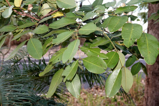 Sivun Cassia brewsteri F. Muell. kuva