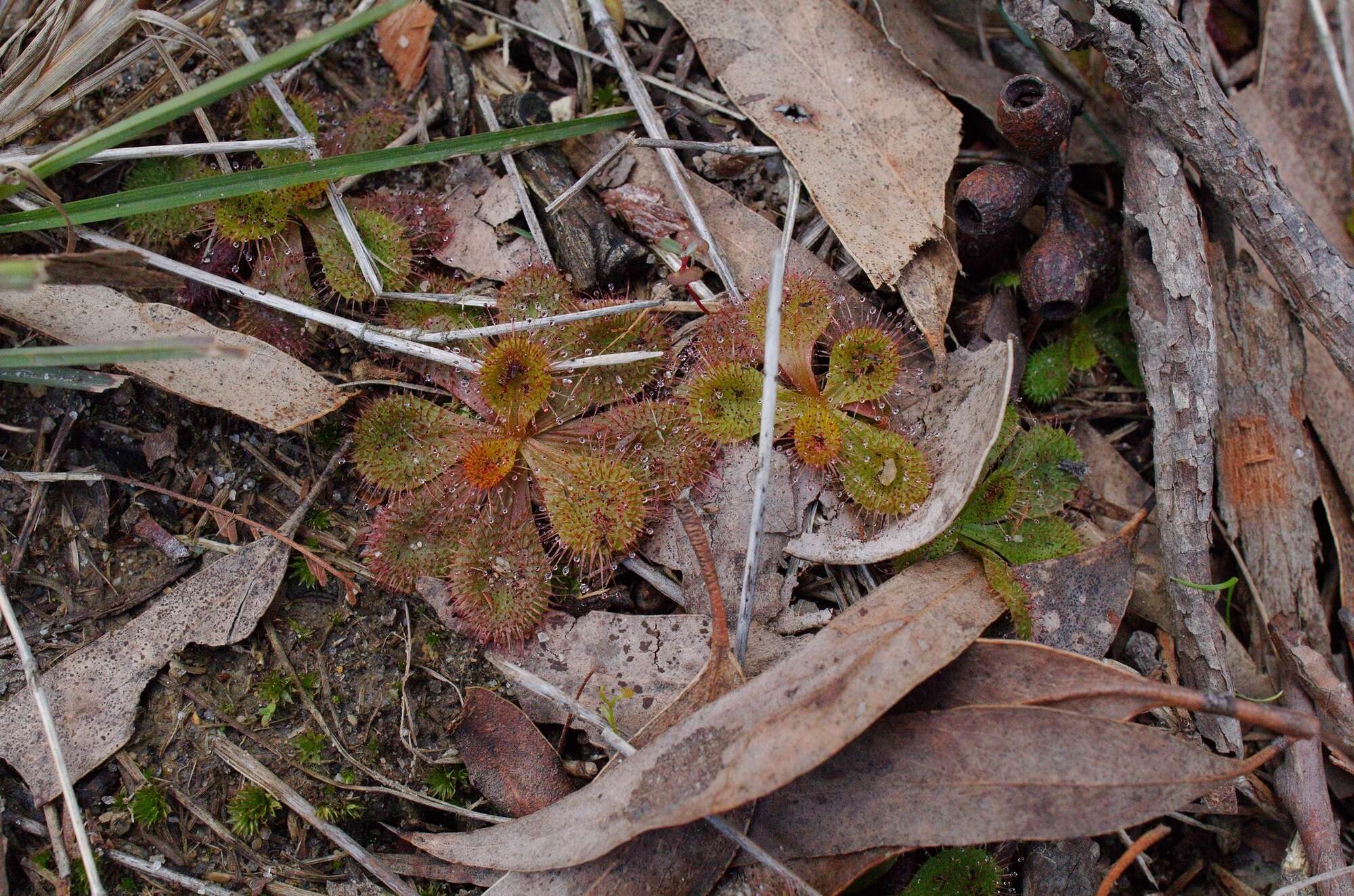 Image of Drosera aberrans (Lowrie & Carlquist) Lowrie & Conran