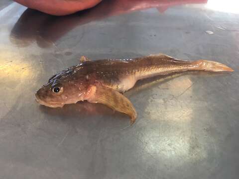 Image of Deepwater Sculpin