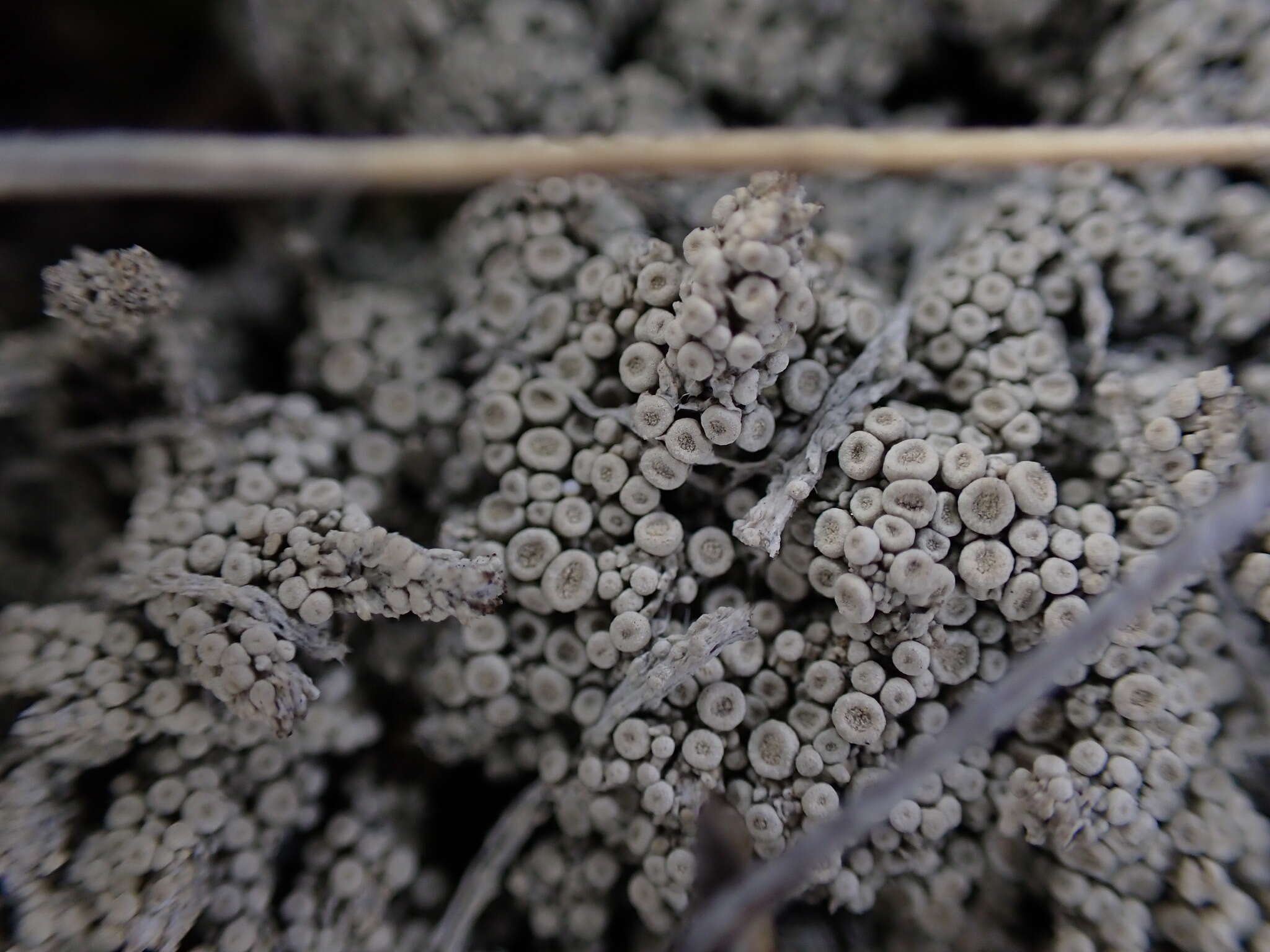 Image of Tundra saucer lichen