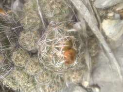 Image of Coryphantha neglecta L. Bremer