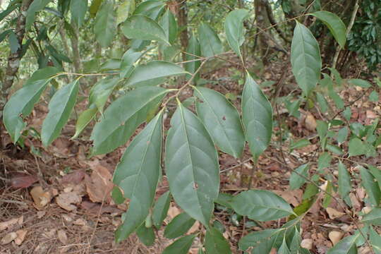 Diospyros morrisiana Hance ex Walp.的圖片