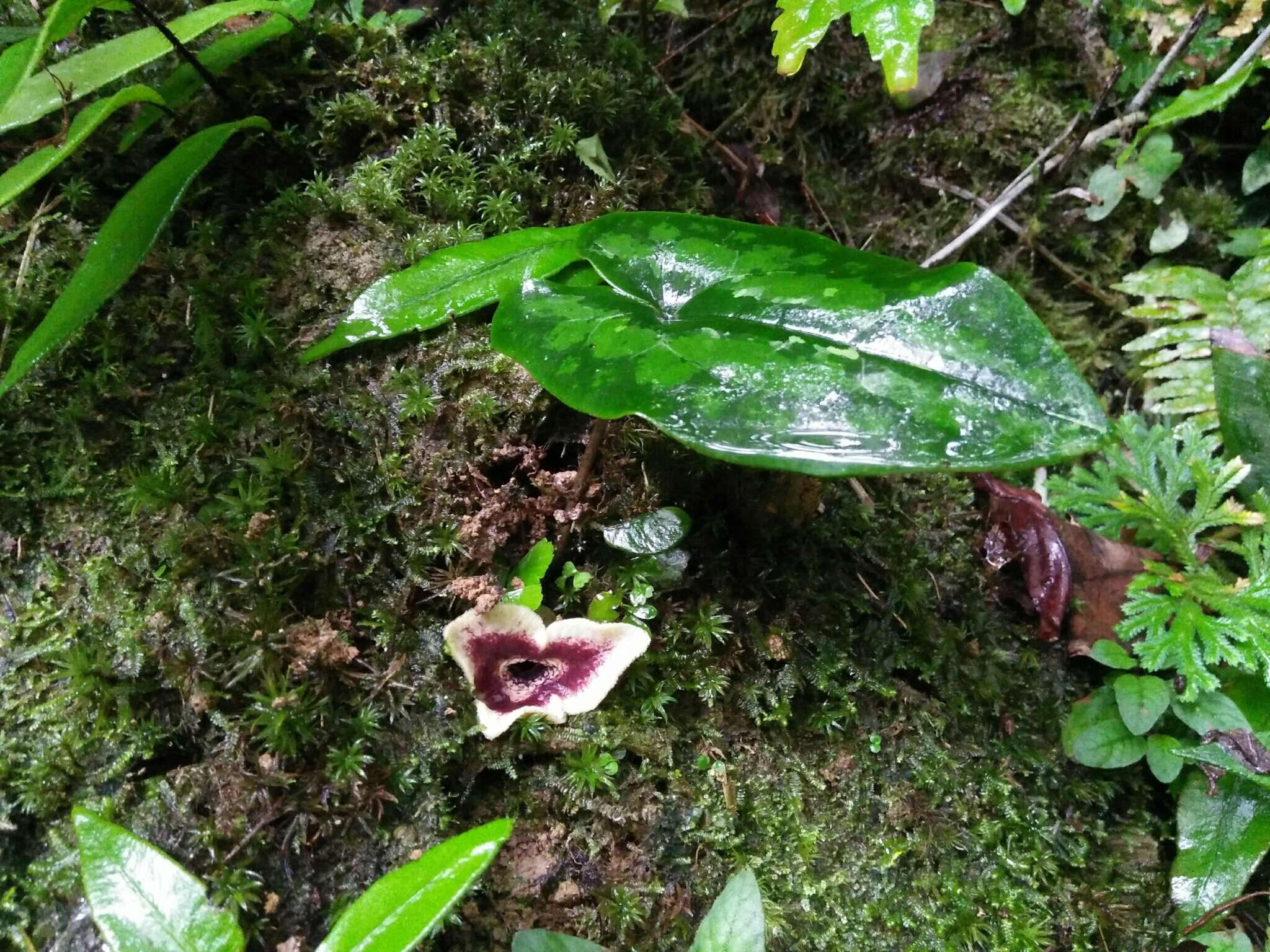 Image of Asarum yaeyamense Hatusima