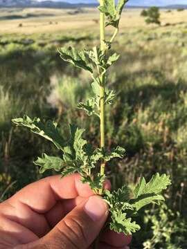 Image of Fendler's globemallow