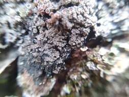 Image of Rimmed shingle lichen