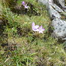 Image of Gentianella ernestii (Briq.) Fabris ex J. S. Pringle