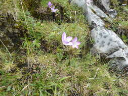 صورة Gentianella ernestii (Briq.) Fabris ex J. S. Pringle