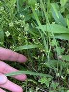 Image of Potato dandelion