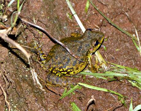 Image of Lesser Snouted Treefrog