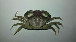 Imagem de Carcinus aestuarii Nardo 1847