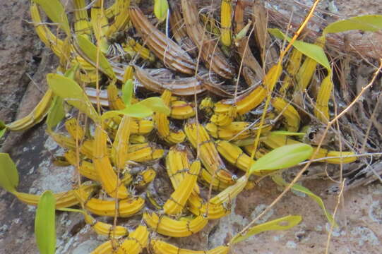 Image of Myrmecophila wendlandii (Rchb. fil.) G. C. Kenn.